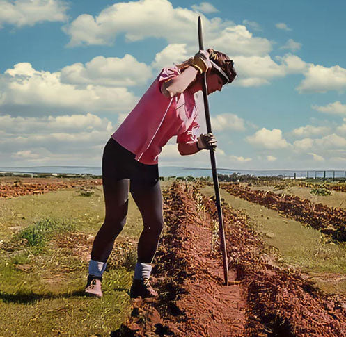 Person working in a field, wearing a pink shirt and black leggings, using a wooden stake or tool to dig or plant along a row of rich red soil under a bright blue sky with scattered clouds.
